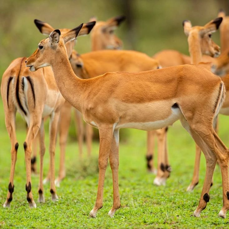 Mikumi National Park